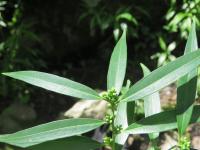 Sarcocoque à feuilles de Saule