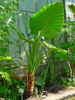 Alocasia macrorrhizos