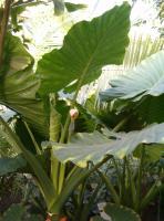 Alocasia macrorrhizos