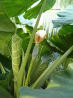 Alocasia macrorrhizos