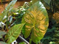 Alocasia macrorrhizos