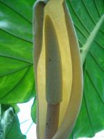 Alocasia macrorrhizos