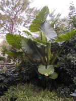 Alocasia macrorrhizos
