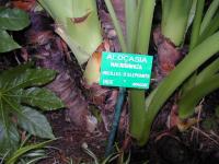 Alocasia macrorrhizos
