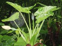 Alocasia macrorrhizos