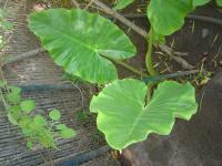 Alocasia macrorrhizos