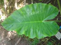 Alocasia macrorrhizos