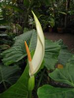 Alocasia macrorrhizos