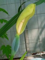 Alocasia macrorrhizos