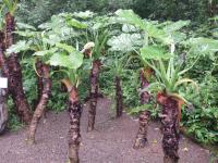 Alocasia macrorrhizos