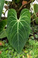 Anthurium magnifique