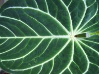 Anthurium magnifique