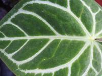 Anthurium magnifique