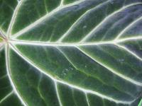 Anthurium magnifique