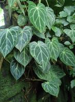 Anthurium magnifique