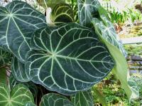 Anthurium magnifique