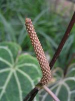 Anthurium magnifique
