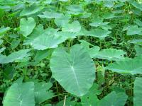 Alocasia odora