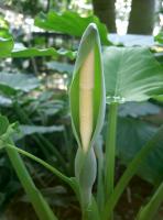 Alocasia odora