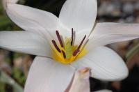 Tulipe de l'&Eacute;cluse