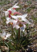 Tulipe de l'&Eacute;cluse