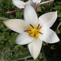 Tulipe de l'&Eacute;cluse