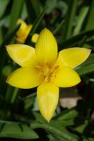 Tulipe de l'&Eacute;cluse