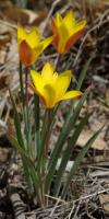 Tulipe de l'&Eacute;cluse