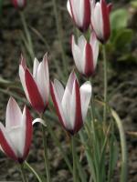 Tulipe de l'&Eacute;cluse