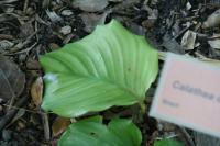 Calathéa orbifolia