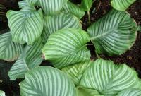 Calathéa orbifolia