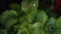 Calathéa orbifolia
