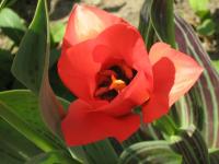 Tulipe de Greg