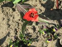 Tulipe de Greg