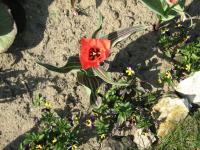 Tulipe de Greg