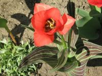 Tulipe de Greg