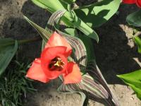 Tulipe de Greg