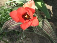 Tulipe de Greg