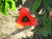 Tulipe de Greg