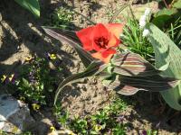 Tulipe de Greg