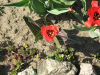 Tulipe de Greg
