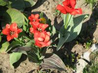 Tulipe de Greg