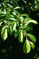 Stewartia &agrave; bec