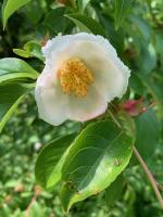 Stewartia &agrave; bec