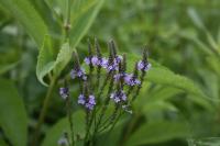 Verveine hast&eacute;e