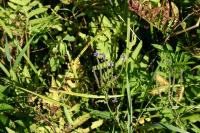 Verveine hast&eacute;e