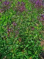 Verveine hast&eacute;e