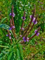 Verveine hast&eacute;e
