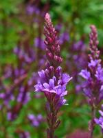 Verveine hast&eacute;e