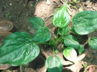Alocasia cucullata